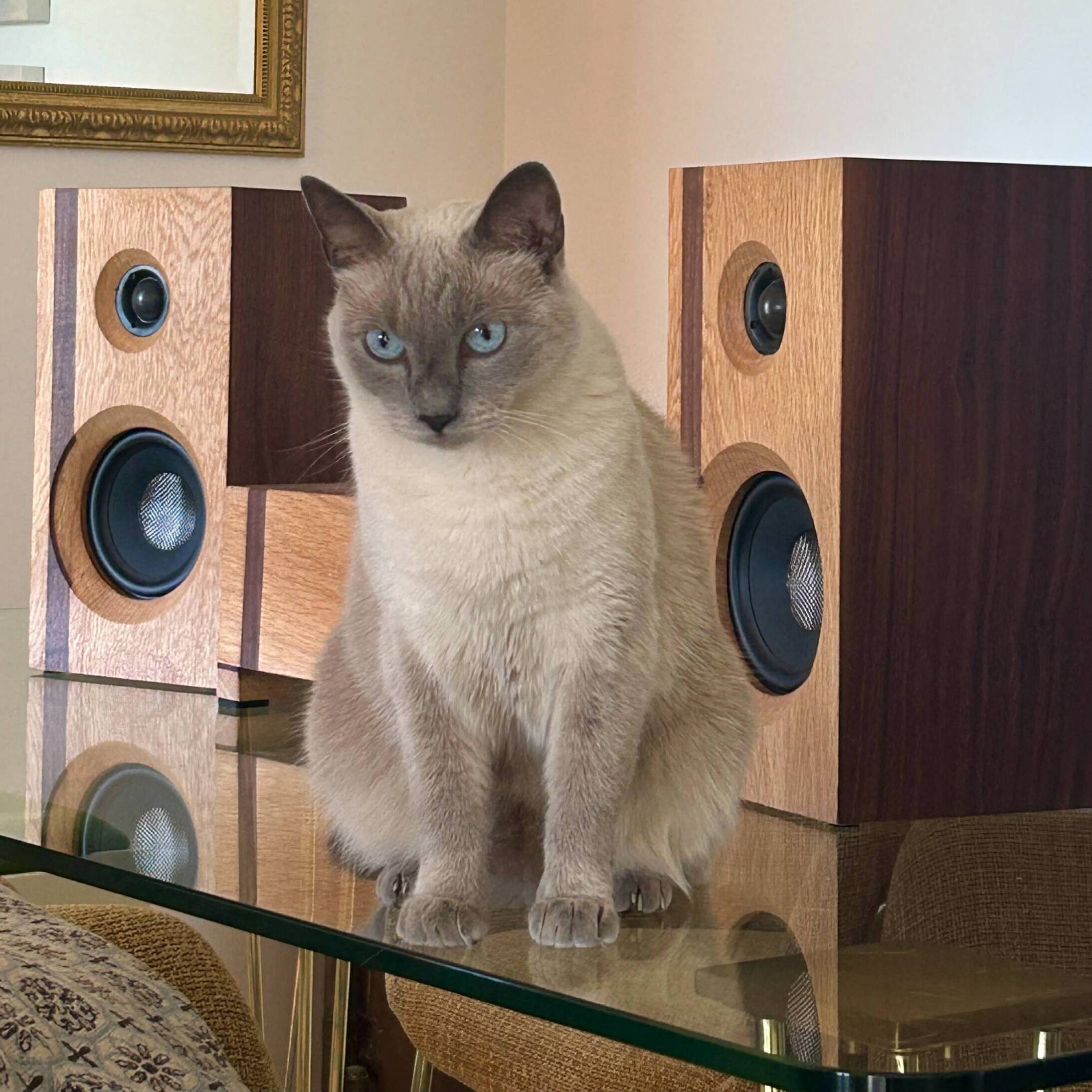 Lautsprecher Eiche - Nussbaum mit Süßer Katze von Gerard Pastorelli